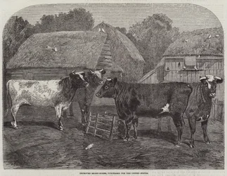 Verbeterde Korthoorns, gekocht voor de Verenigde Staten